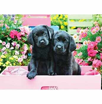 Puzzle Eurographics - Black Labs in Pink Box, 500 piese XXL