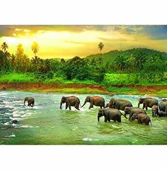 Puzzle Eurographics - Save the Planet!Animal Kingdom, 1000 piese