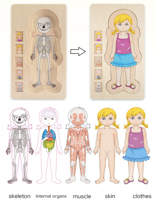 Joc din lemn Anatomia corpului uman - fata