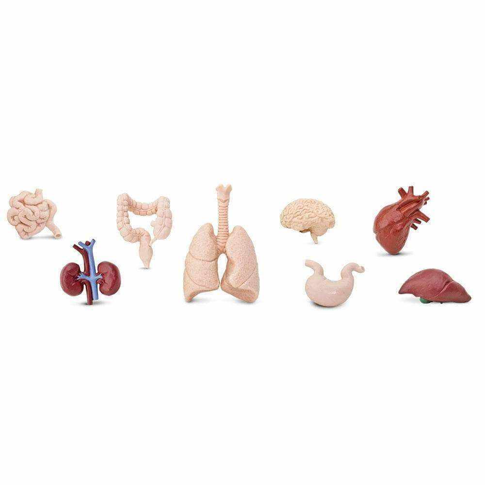 Figurina - Organele corpului uman - Mai multe modele | Safari